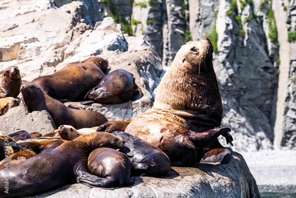 Fototapeta premium San Diego, California - USA. Close up of a Californian sea lion (Zalophus californianus) posing on a rock in the reefs of La Jolla beach
