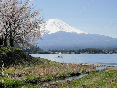 Natural landscape view of the Kawaguchi Lake with mount Fuji-the most beautiful vocano- and sakura tree (pulm,cherry blossom tree) in full bloom spring time in Japan © Surakit