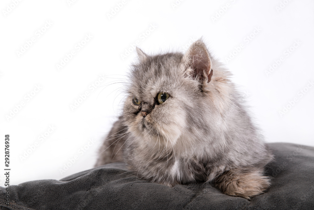 Persian Cats, Persian gray-brown cat