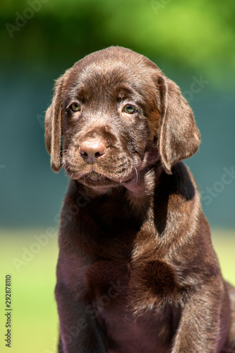 Portrait of a chocolate labrador retriever pup