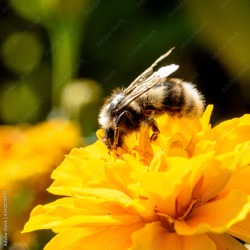 Bee collecting pollen on yellow flower, closeup Bee collecting pollen on yellow flower, closeup