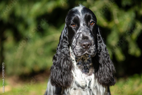 Portrait of black and white english cocker