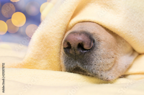 The dog sleeps under a yellow plaid. Nose closeup. The concept of comfort, warmth, autumn.