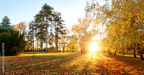 Fototapeta Naklejka Na Ścianę i Meble -  Autumn forest panorama in park