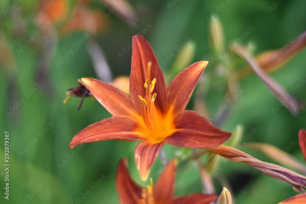 Fototapeta premium Blühende Taglilie (Hemerocallis)