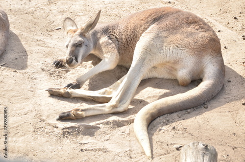 Kangaroo lying on a sand in Australia
