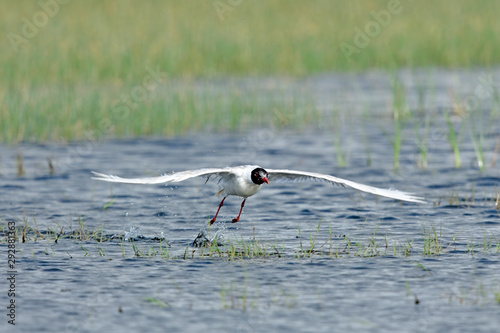 Schwarzkopfmöwe (Ichthyaetus melanocephalus) - Mediterranean gull photo