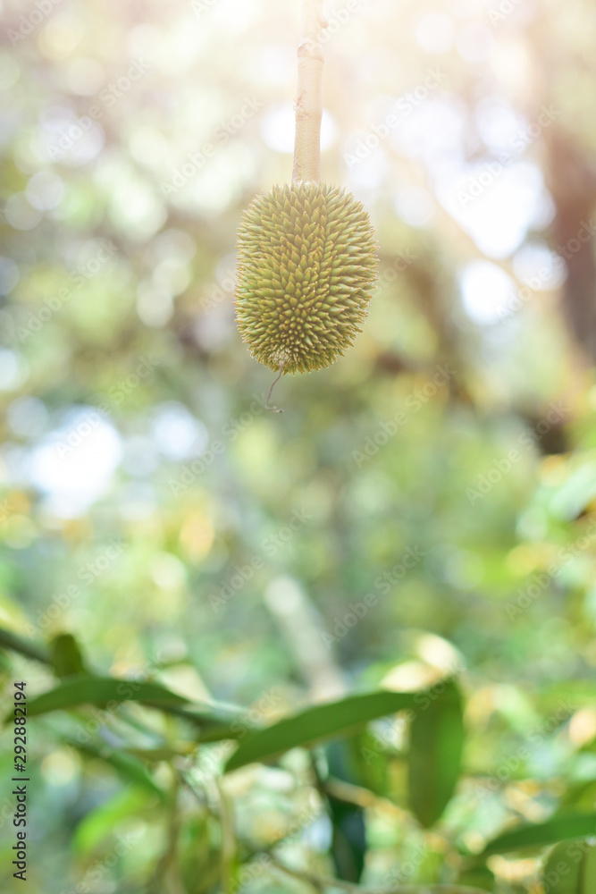 Volcano Durian fruit is fresh on the tree is useful plant with sunlight, in kantharalak sisaket Thailand Volcano Durian fruit is fresh on the tree is useful plant with sunlight, in kantharalak sisaket Thailand