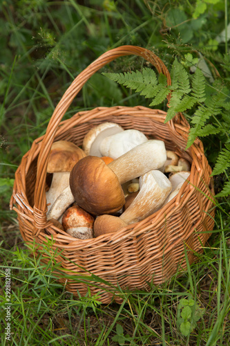 Edible mushrooms porcini in basket in forest in green grass, nature