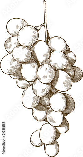 Vector antique engraving drawing illustration of  guinea pig or bunch of grapes isolated on white background