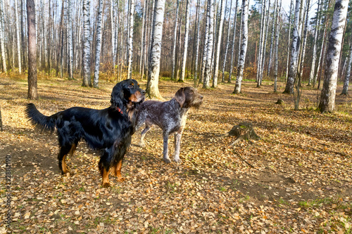  Dog breed Setter Gordon and dog breed drathaar standing in autumn forest