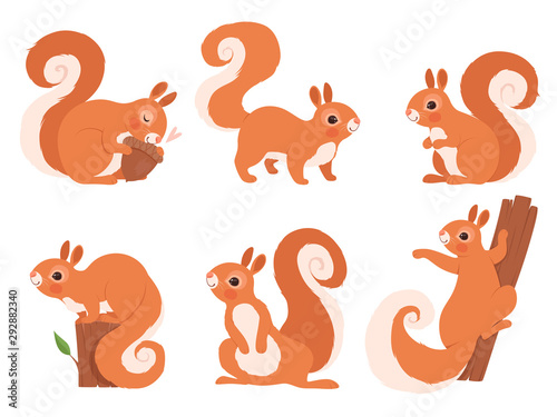 Cute squirrel. Zoo little forest animals in action poses wildlife squirrel vector cartoon character. Funny character squirrel in various pose illustration photo