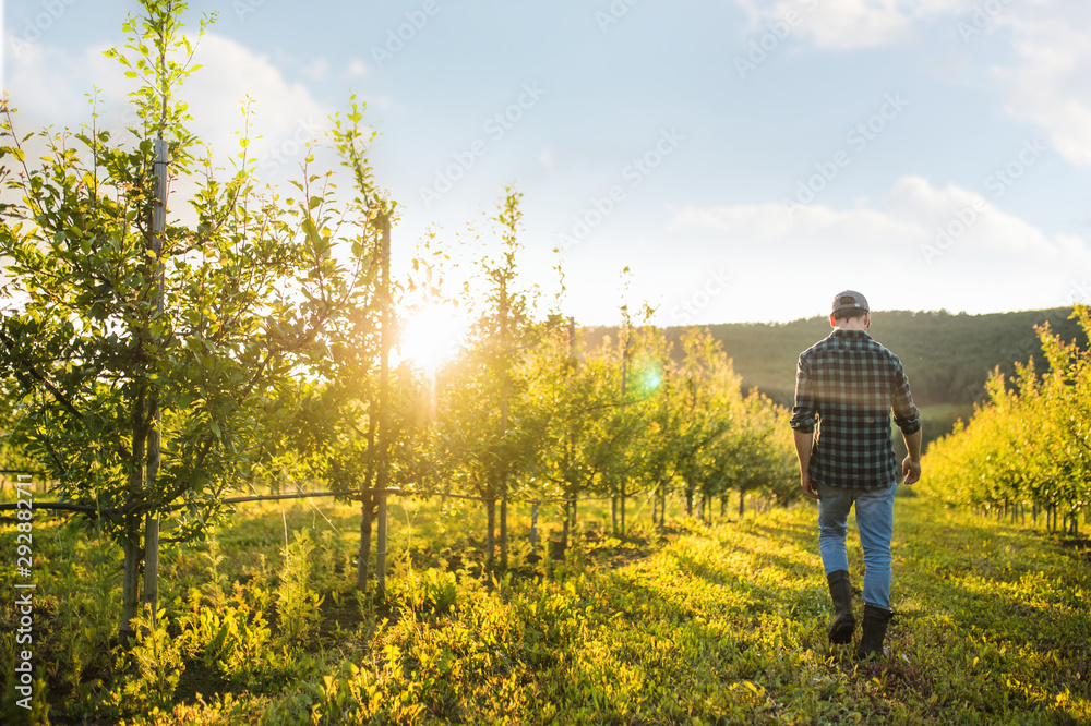 A rear view of farmer walking outdoors in orchard at sunset. Copy space.
