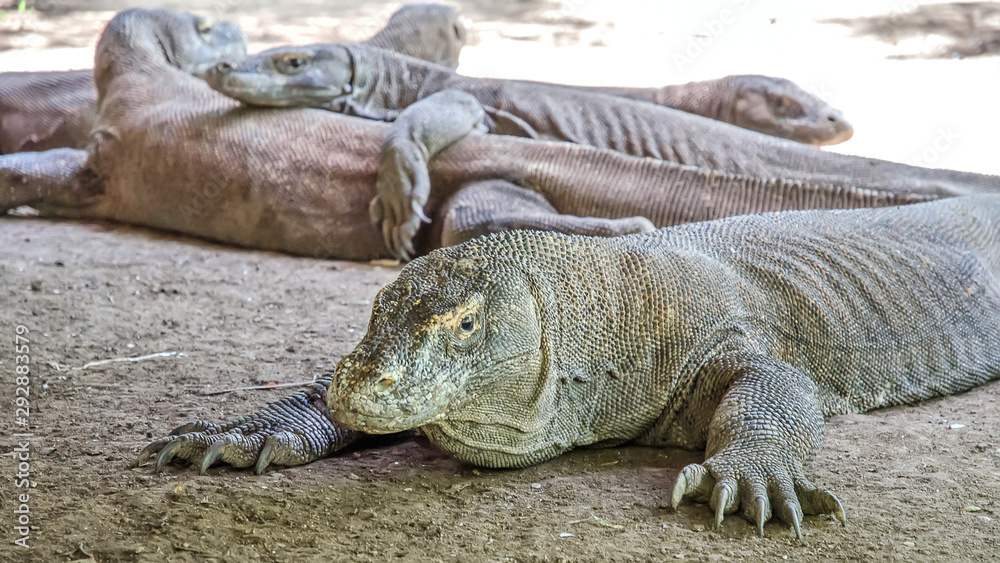 Obraz premium Most real dragons in their natural habitat on the island of Komodo. Indonesia