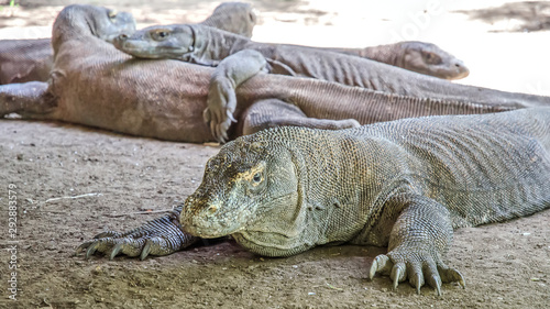 Most real dragons in their natural habitat on the island of Komodo. Indonesia