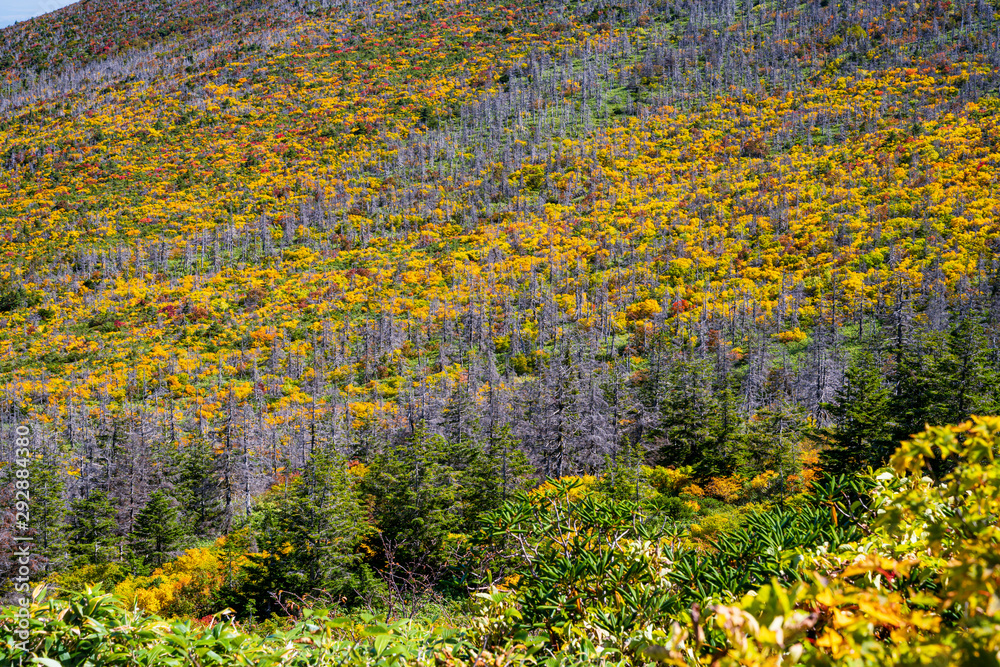 Obraz premium 南蔵王の芝草平