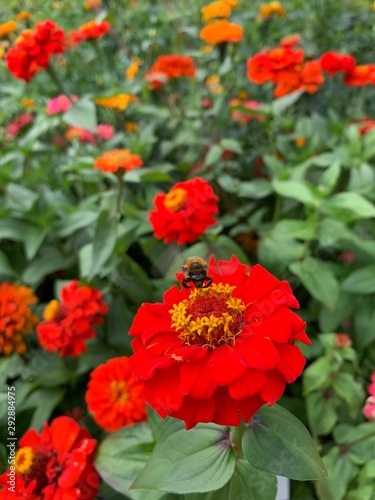 red flowers in garden © Lothar