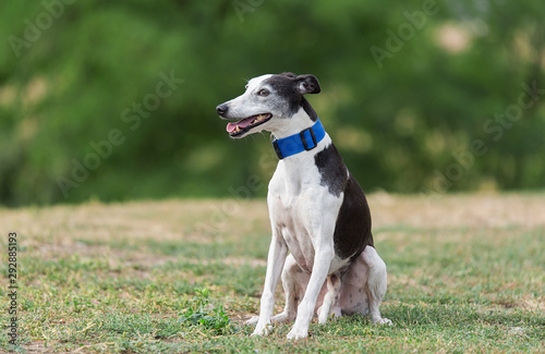 Greyhound dog in the park © SasaStock