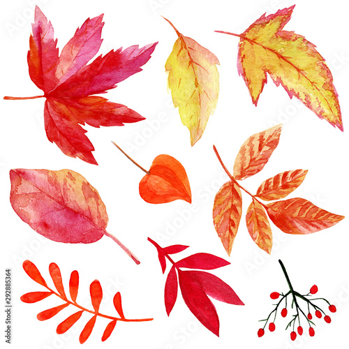 red autumn leaves set painted by watercolor
