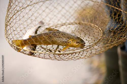 One trout (Salmo trutta) and one grayling (Thymallus thymallus) are in the big metal fish cage in outdoors. Two salmon fishes are in the fishing basket on blurred background.