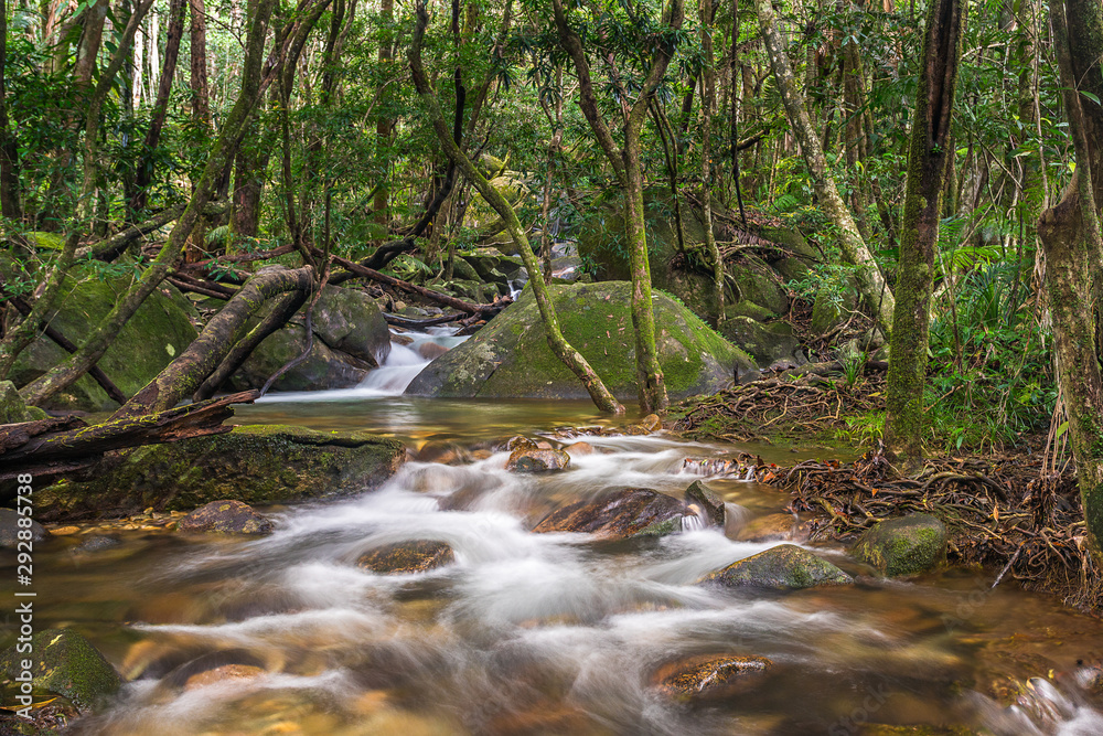 Rain Forest Stream Rain Forest Stream