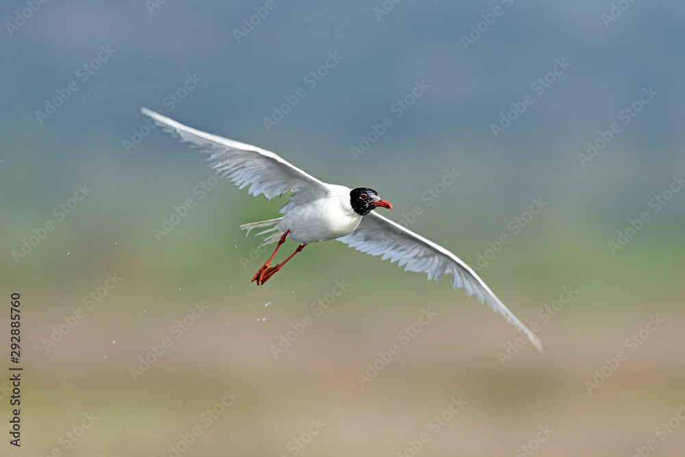 Schwarzkopfmöwe (Ichthyaetus melanocephalus) Mediterranean gull Stock