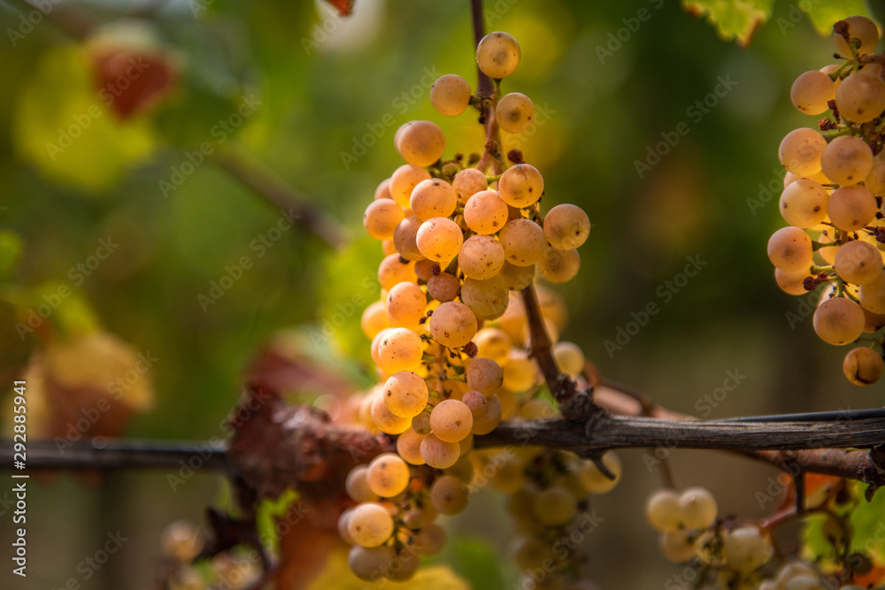 bunch of white grapes on the vine