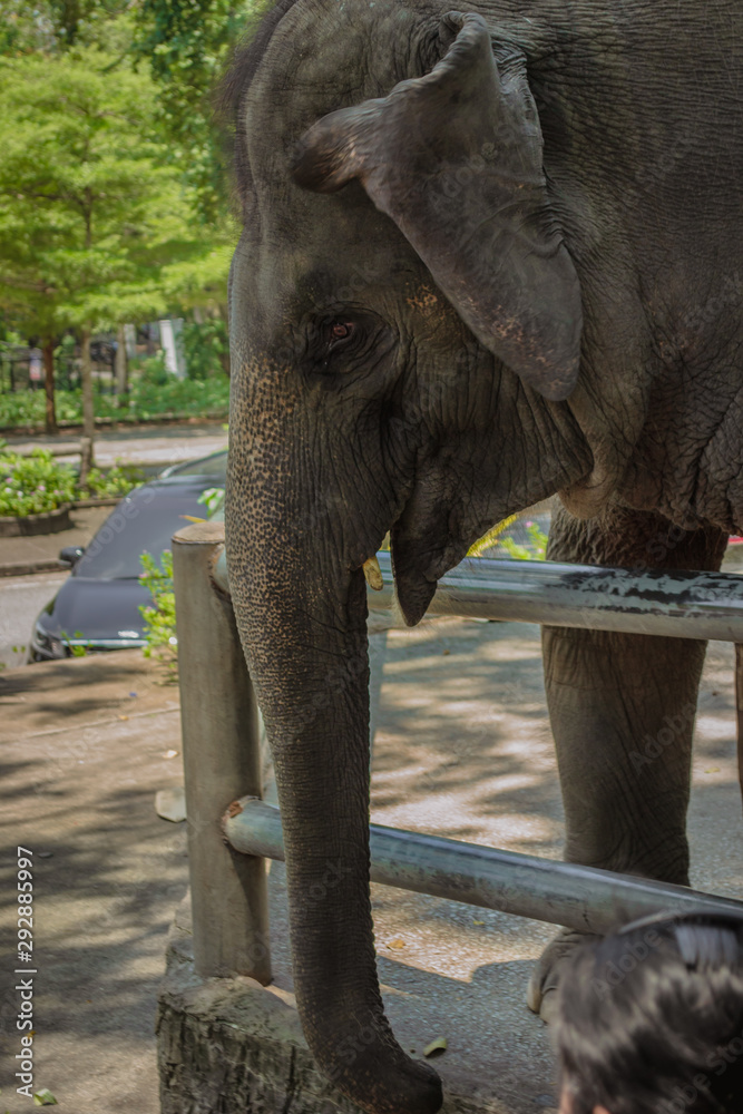 Fototapeta premium Elephants in cages at the zoo