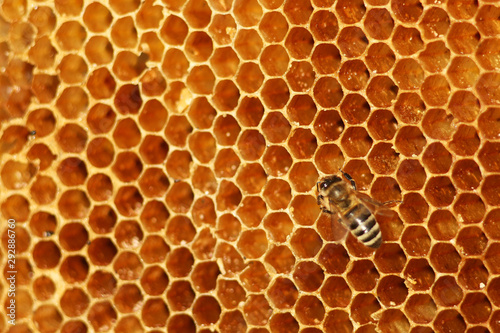 working bees fill honeycombs with honey © Александр Гаврилычев