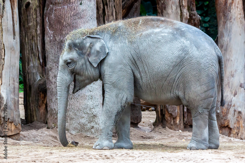 Fototapeta premium Young Asian elephant in a zoo
