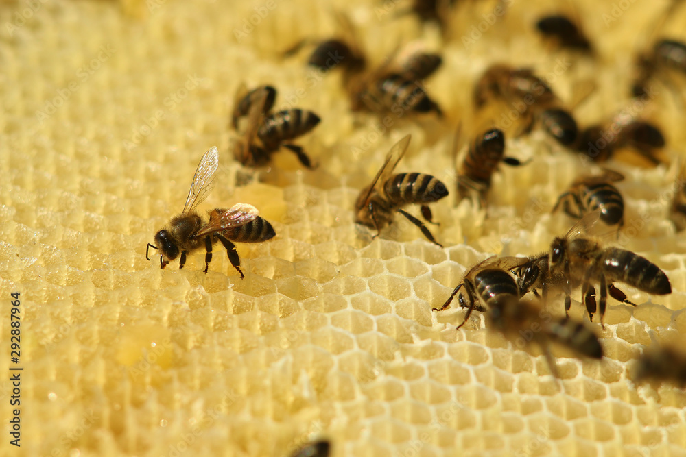 Fototapeta premium working bees fill honeycombs with honey
