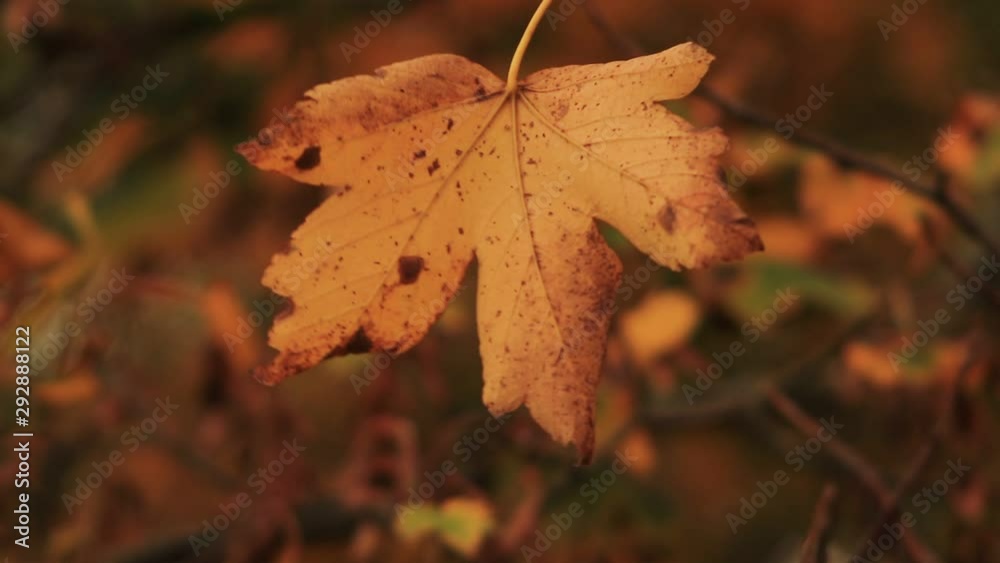 Dry leaf in wind weather autumn season 
