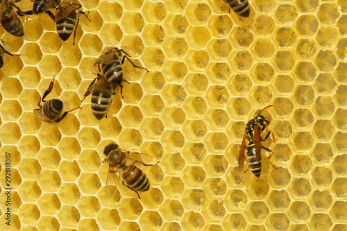 working bees fill honeycombs with honey. top view