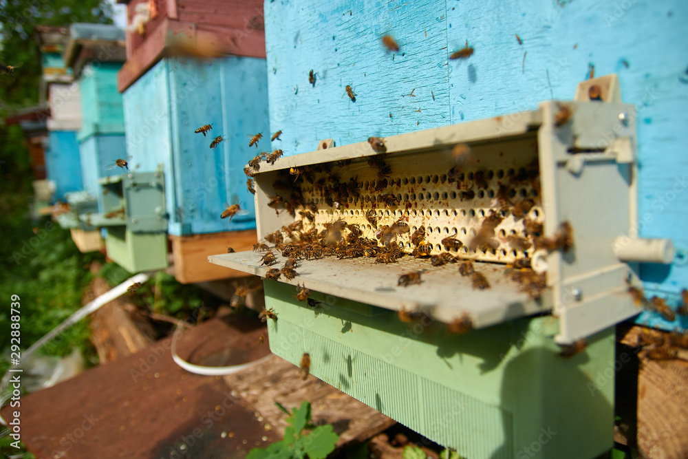 apiary pollen collector. pollen trap for collecting pollen pellets from legs of honey bees apiary pollen collector. pollen trap for collecting pollen pellets from legs of honey bees