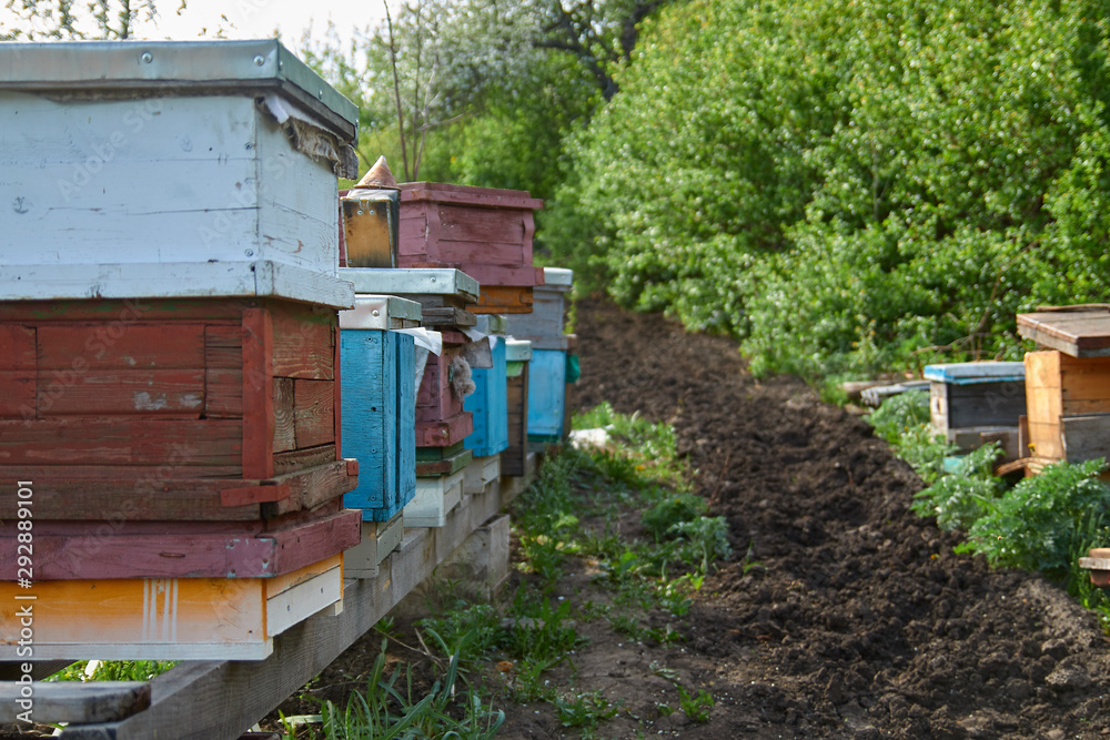 beehives in the apiary in the form of wooden houses for bees beehives in the apiary in the form of wooden houses for bees