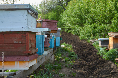 beehives in the apiary in the form of wooden houses for bees