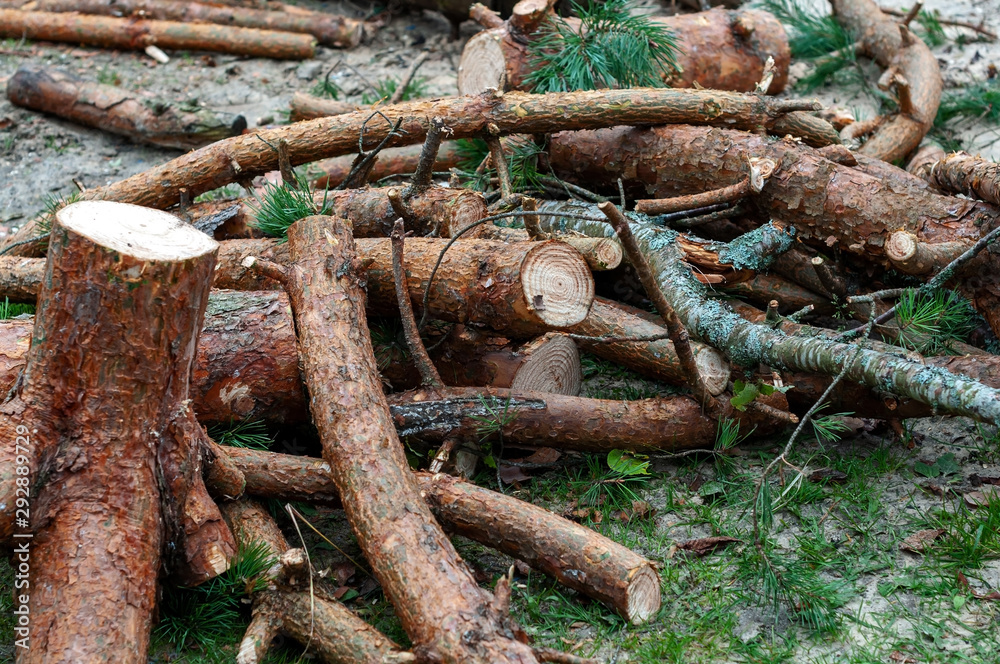 A pile of sawn knots and pine trunks lie on the ground A pile of sawn knots and pine trunks lie on the ground