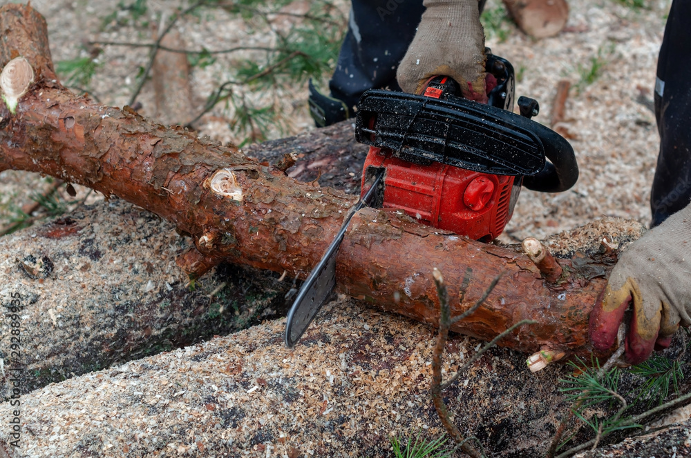 Logging - sawing pine branches and trunks with a chainsaw Logging - sawing pine branches and trunks with a chainsaw
