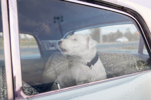 Fotografie Dog alone is locked in car on heat hot day, howls and whines, asks for water on