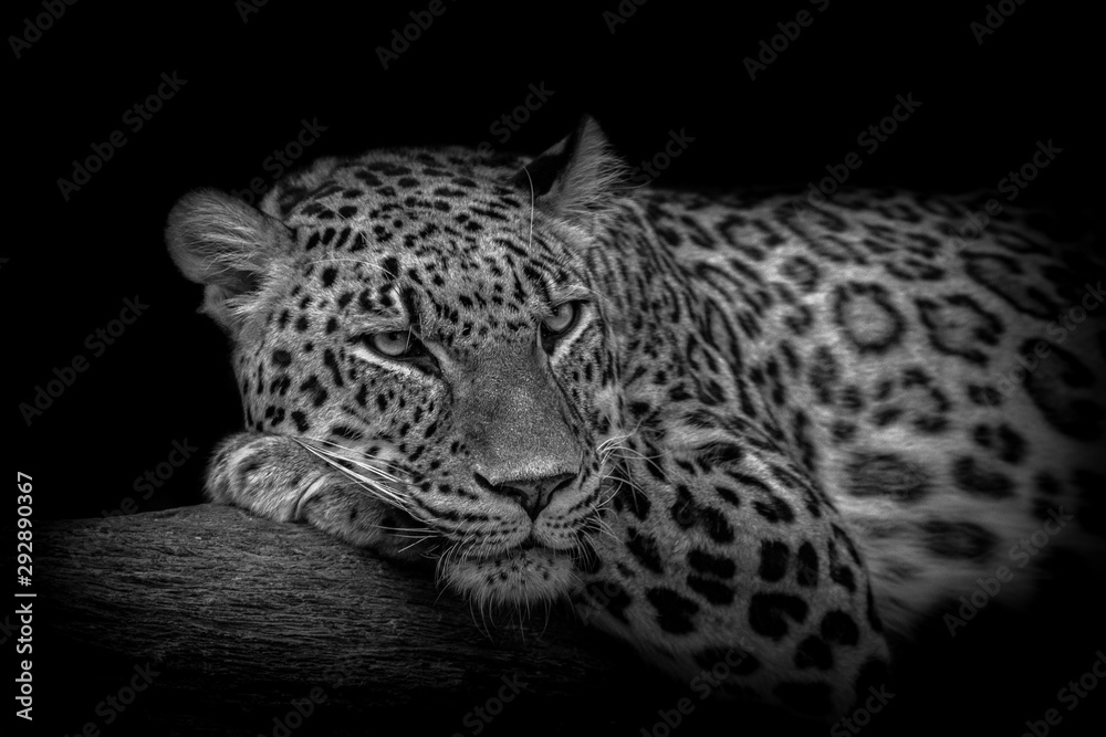 Tableau sur plexiglas avec A leopard resting #292890367