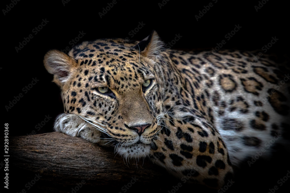 Obraz premium A leopard resting