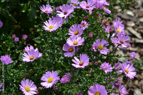 Blüten Blumen Garten