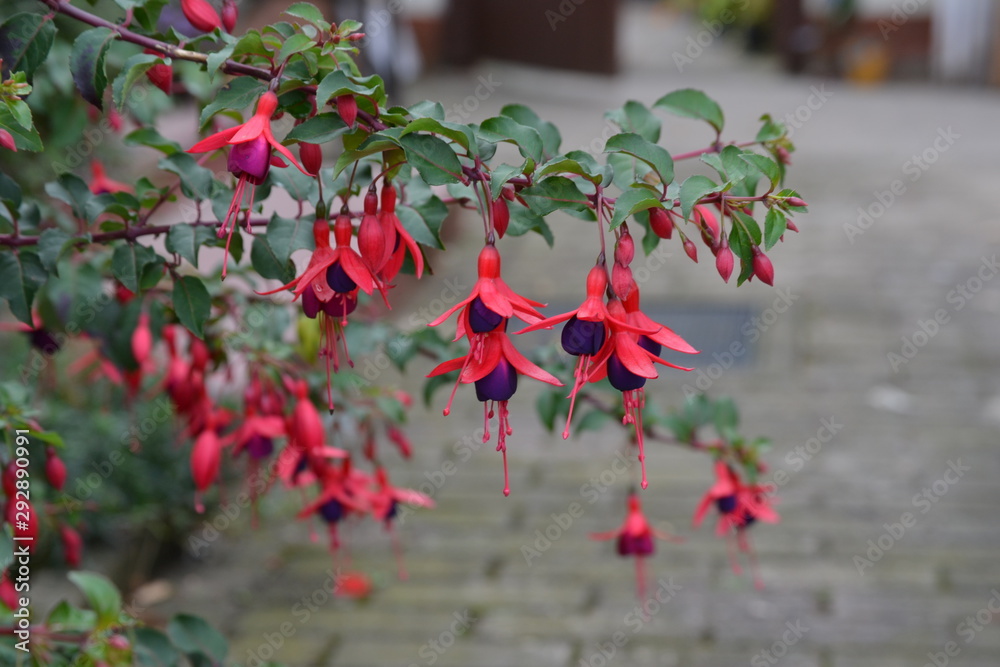 Obraz premium Blüten Blumen Garten