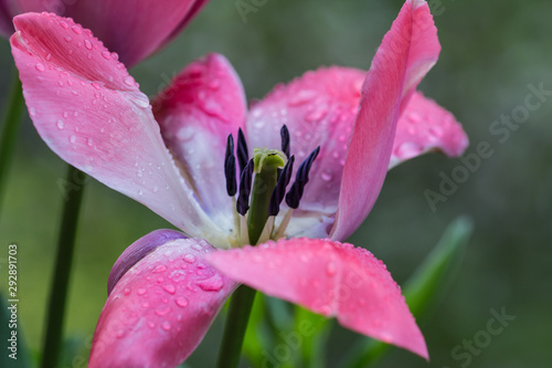 pink tulip blossom with raindrops