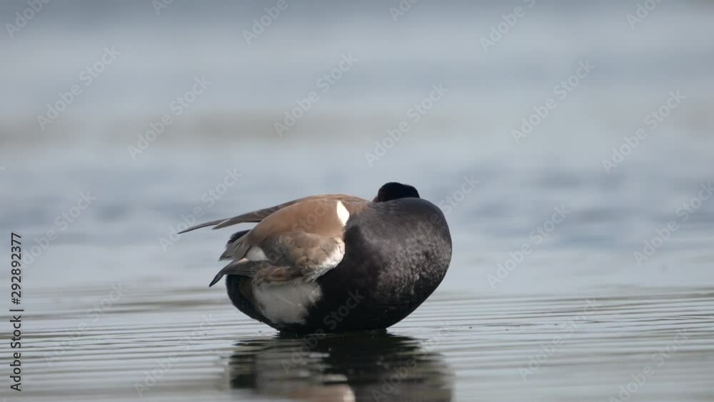 Close Up shot: Duck cleaning quickly and wildly at the lake. Close Up shot: Duck cleaning quickly and wildly at the lake.