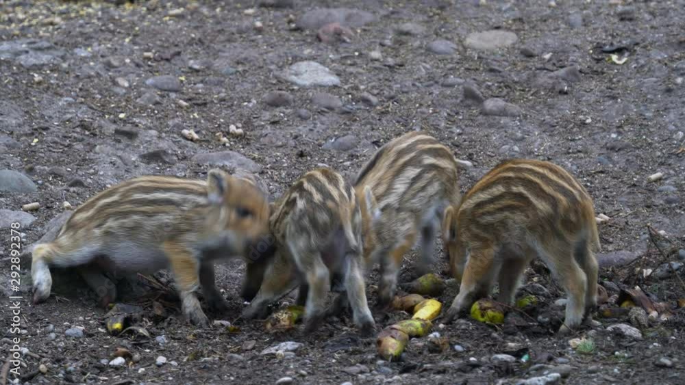 Close up shot of young little wild boars have fun with each other and fight for the food. Close up shot of young little wild boars have fun with each other and fight for the food.