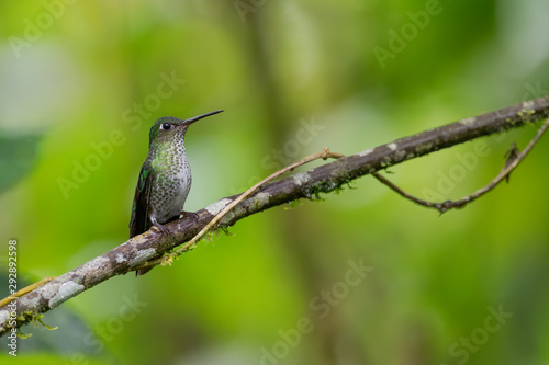 Many-spotted Hummingbird - Leucippus hypostictus, green spotted hummingbird from Andean slopes of South America, Wild Sumaco, Ecuador. photo