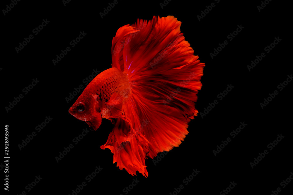 Dark red betta fish, Siamese fighting fish was isolated on black background. Fish also action of turn head in different direction during swim. Dark red betta fish, Siamese fighting fish was isolated on black background. Fish also action of turn head in different direction during swim.