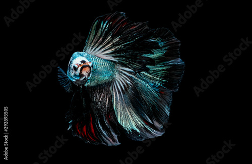 Colorful with main color of metal green and white betta fish, Siamese fighting fish was isolated on black background. Fish also action of turn head in different direction during swim.