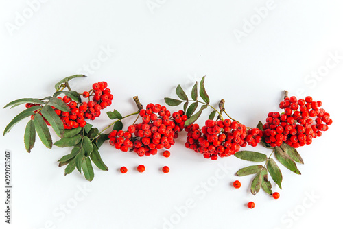isolated red rowan brush with berries and leaves on a white background, top view, copy space